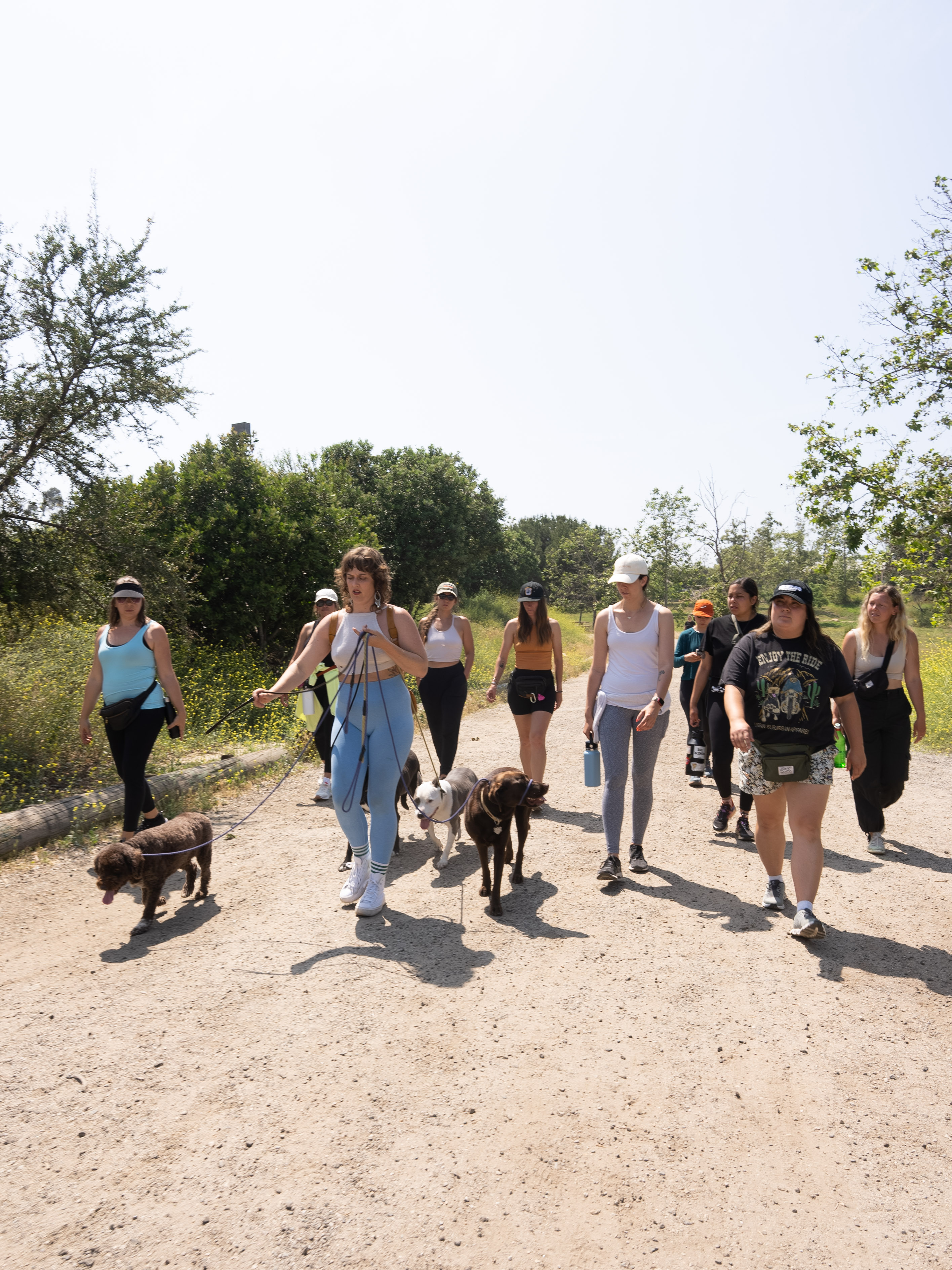 Pack walk group of dogs in Beverly Hills park